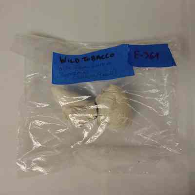 Wild Tobacco