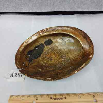 Shell Vessel