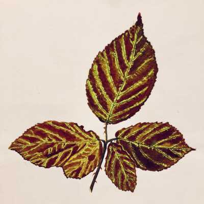 Art Studies for Leaves and a Daisy