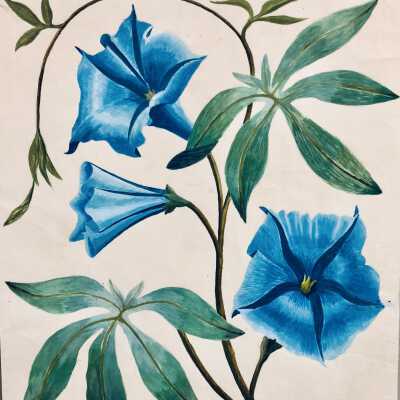 Art Study for Three Morning Glories