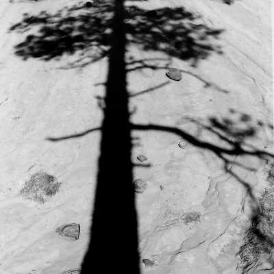 Ponderosa Pine Tree Shadow