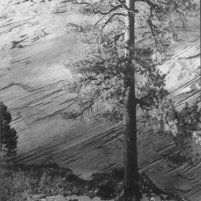 Lone Pine