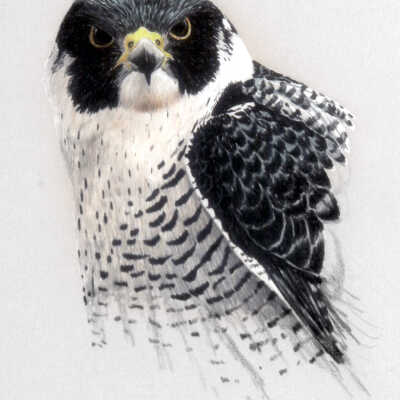 Peregrine Falcon