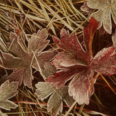 Frost on Wild Geranium Leaves