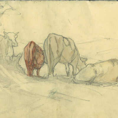 Cattle Grazing