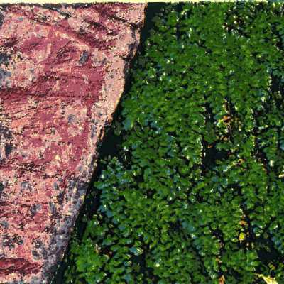 Maidenhair