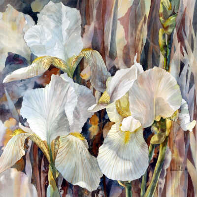 Iris