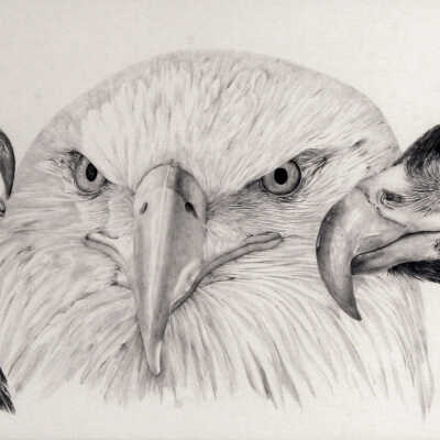 Eagles