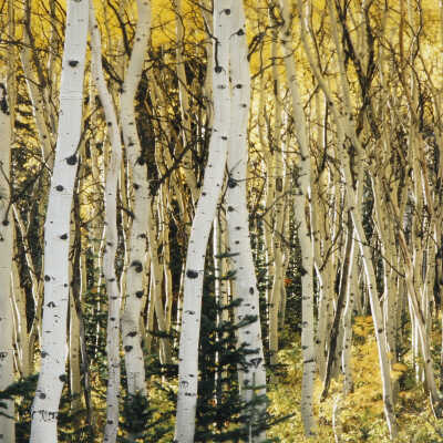 Aspen & Spruces: Autumn - Park City Utah