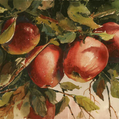 Ripe and Ready Apples