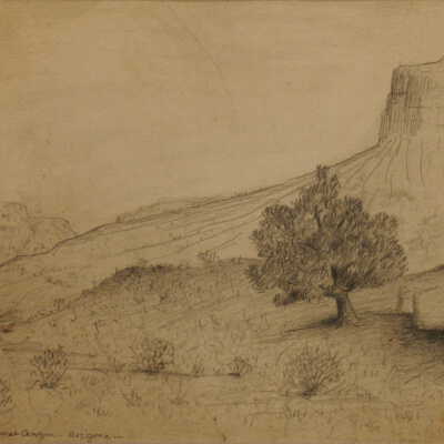 The Cedar Tree - Kanab Canyon