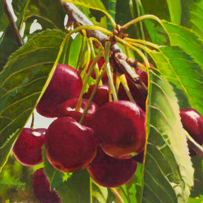 Cherries