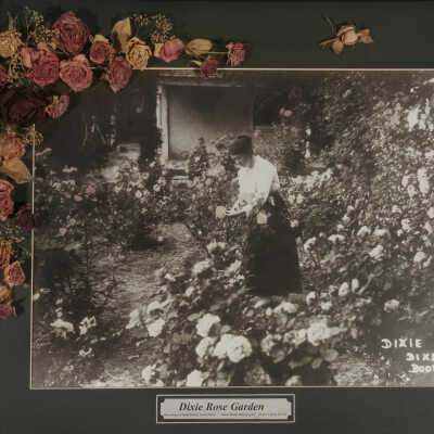 Dixie Rose Garden