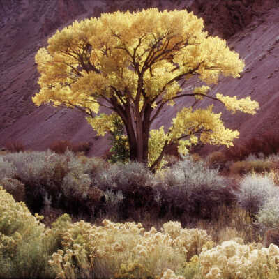Cottonwood Tree
