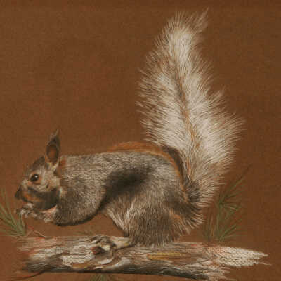 Squirrel