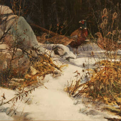 Undercover Pheasants