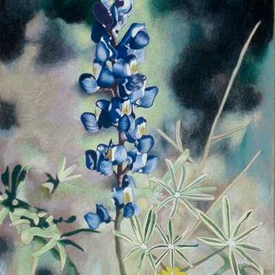 Lupine