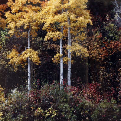 Big Cottonwood Canyon: Aspens & Autumn Colors