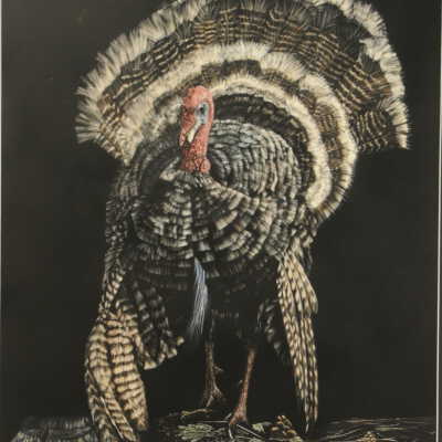 Pretty Feathers