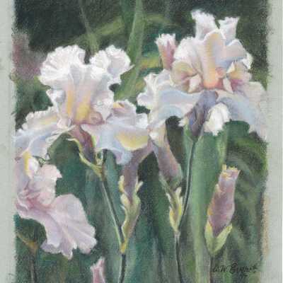 Untitled--White and Lavendar Irises