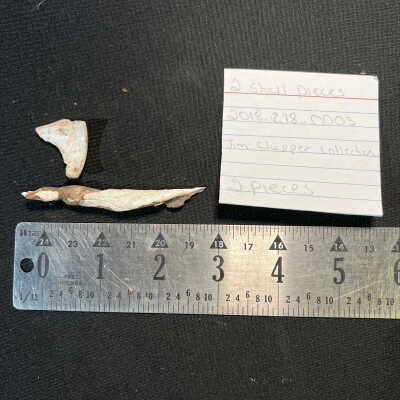 Shell Pieces