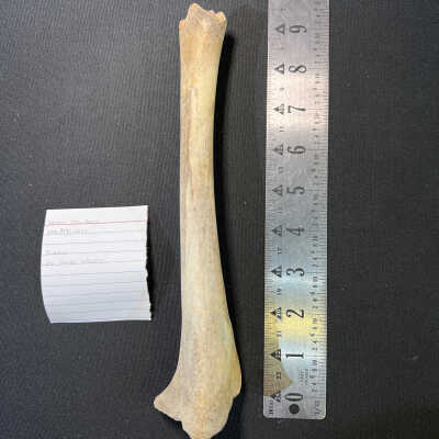 Various Deer Bones