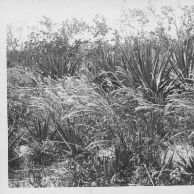 Sisal