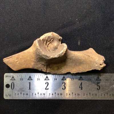 Animal bone