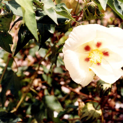Sea Island Cotton