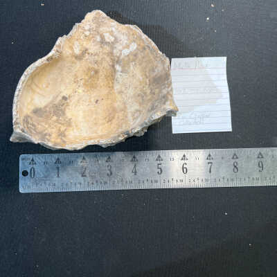 Whelk Piece
