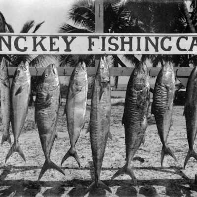 George A. Jenkins' Catch