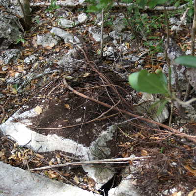 Albury Cistern Remnants