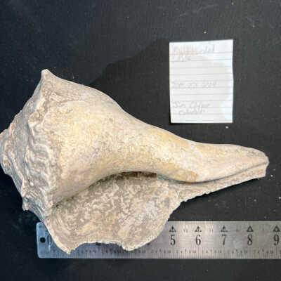 Right-Handed Whelk