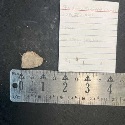 Sherd with Embedded Faunal Remnant