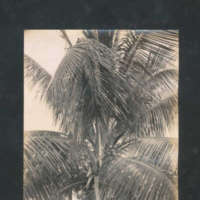 Cocoa Tree