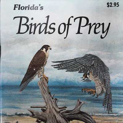 Florida's Birds of Prey