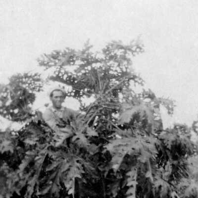 Hiding in the papaya trees