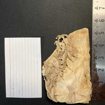 Dried Triggerfish