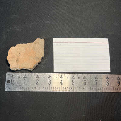 Assorted Rim Sherds