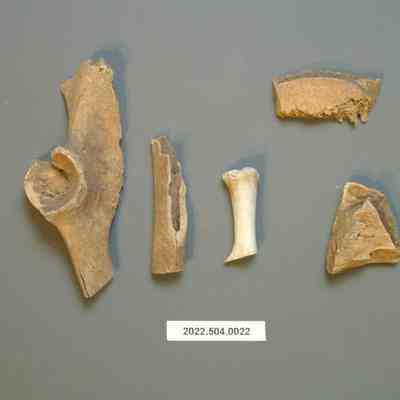 Mammalian Bone with Cut Marks