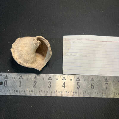 Perforated Whelk Tools