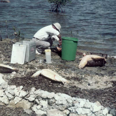 Cleaning Turtles