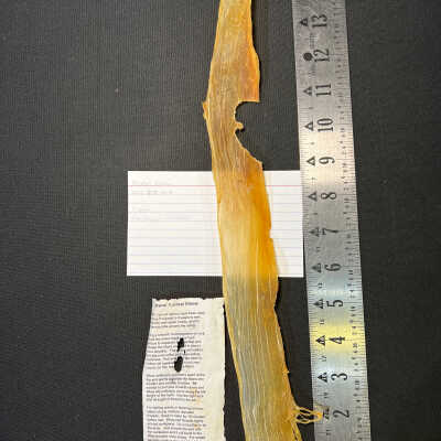Animal Sinew