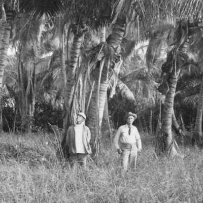 Coconut Palms on Upper Matecumbe