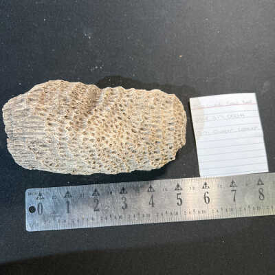 Fossilized Coral Reef