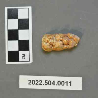 Pig Tooth