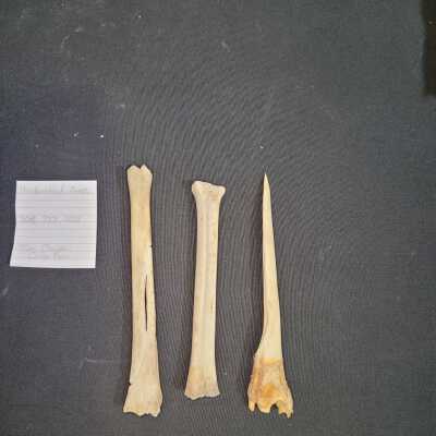 Unidentified Bones