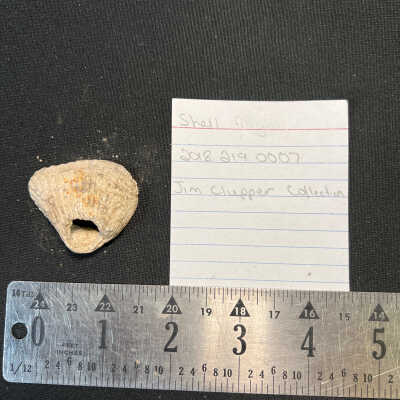 Shell