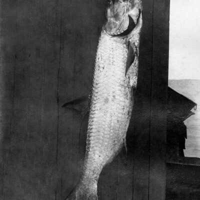 Small Tarpon