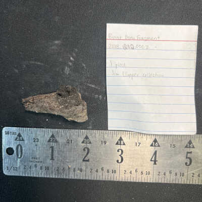 Burnt Bone Fragment